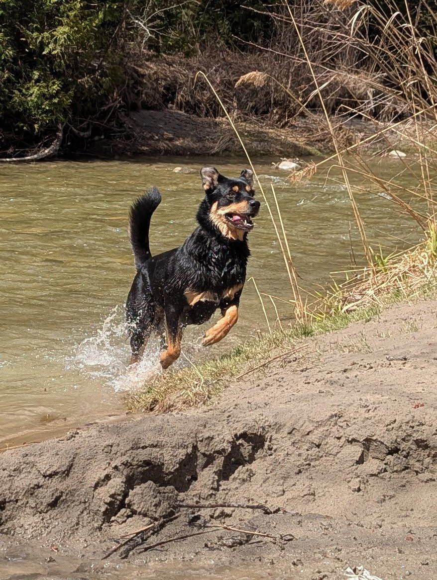 A black and tan dog running out of a shallow creek