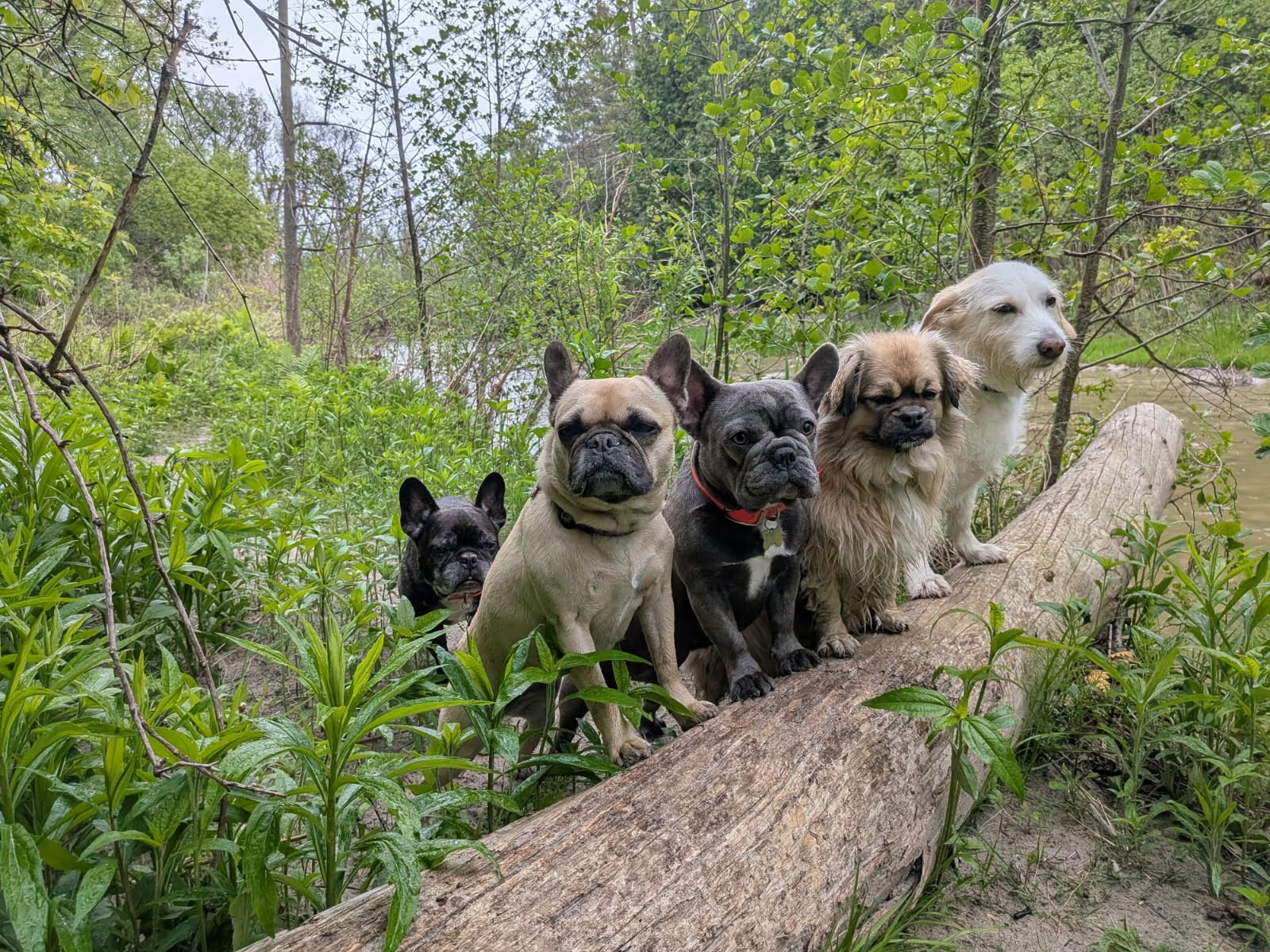 Five small dogs sitting in a row along a fallen log in the woods