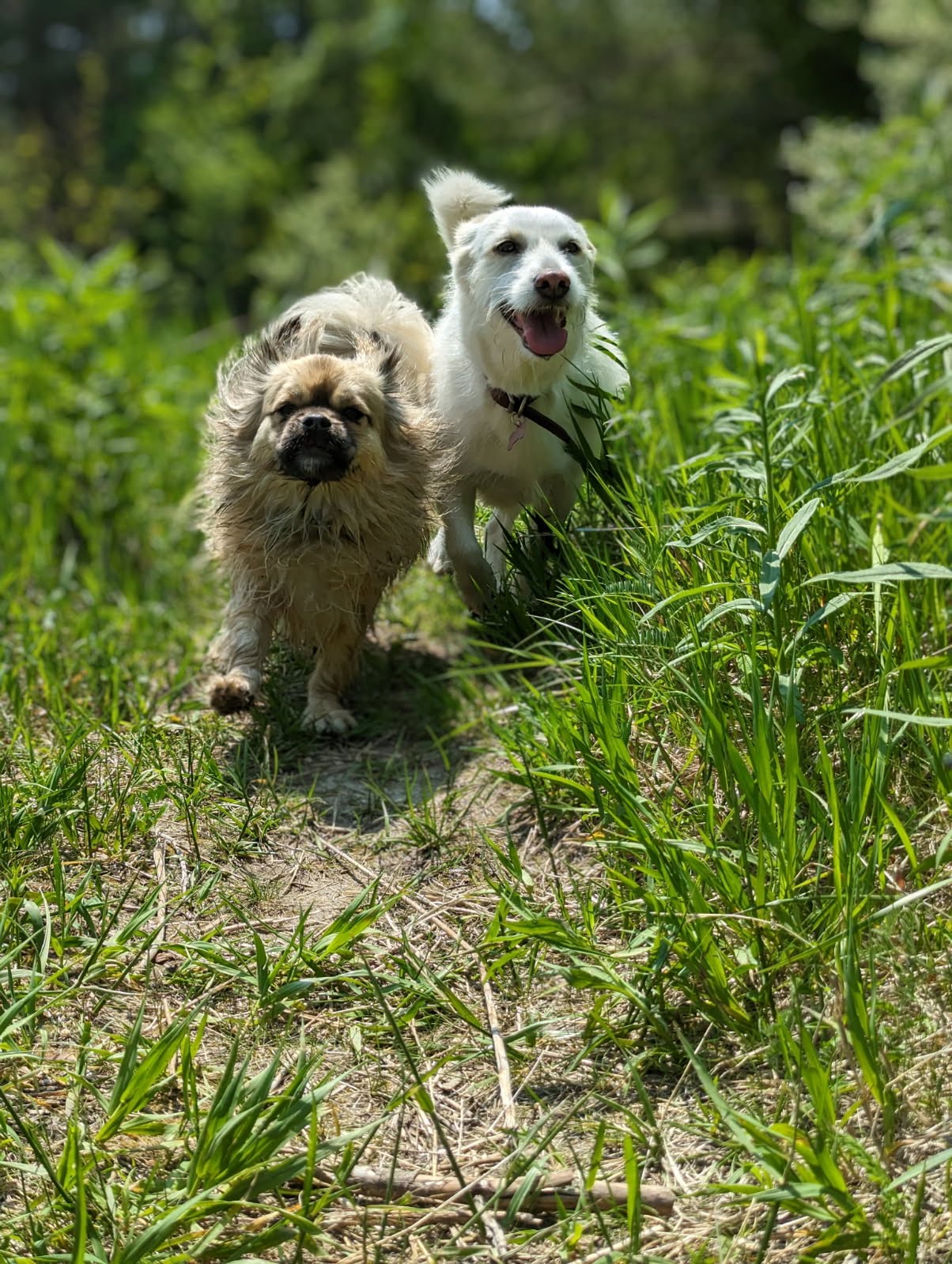 Two small dogs running side by side through tall summer grass