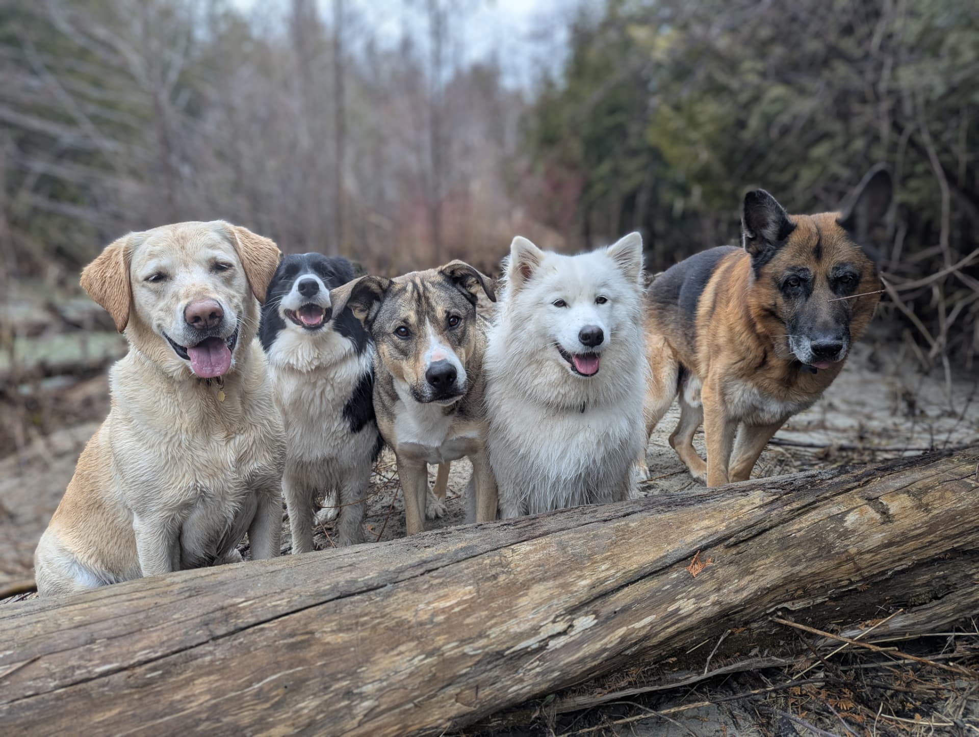 A pack of dogs waiting together by a log on a spring walk