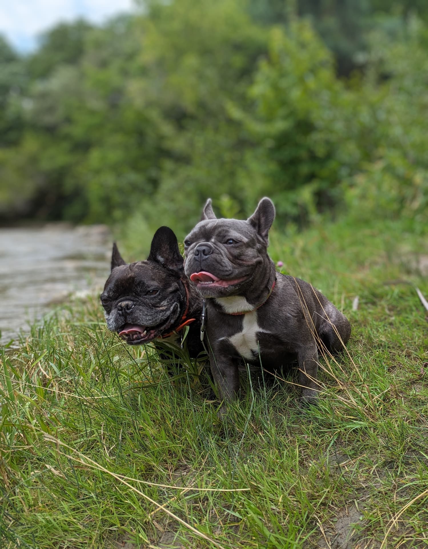Two French bulldogs sitting side by side in the grass