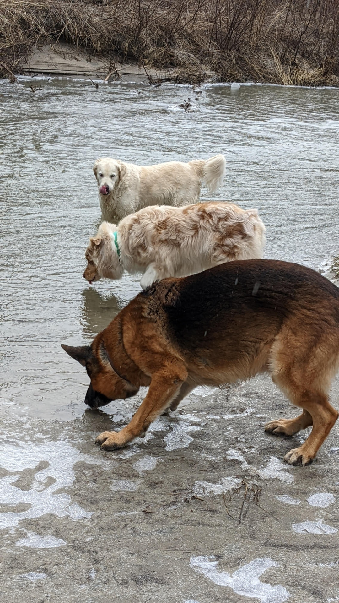 Three dogs exploring the water's edge in winter