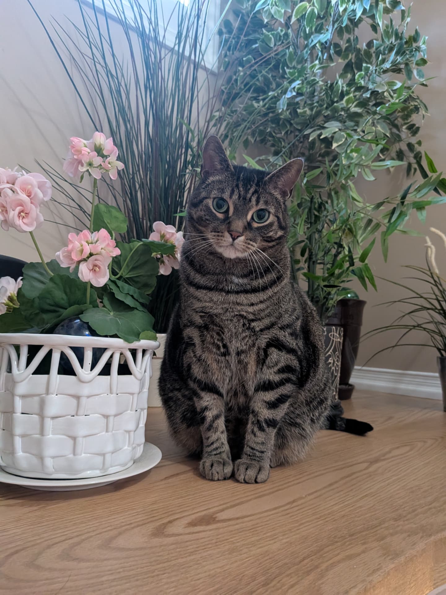 A tabby cat sitting calmly beside potted flowers indoors