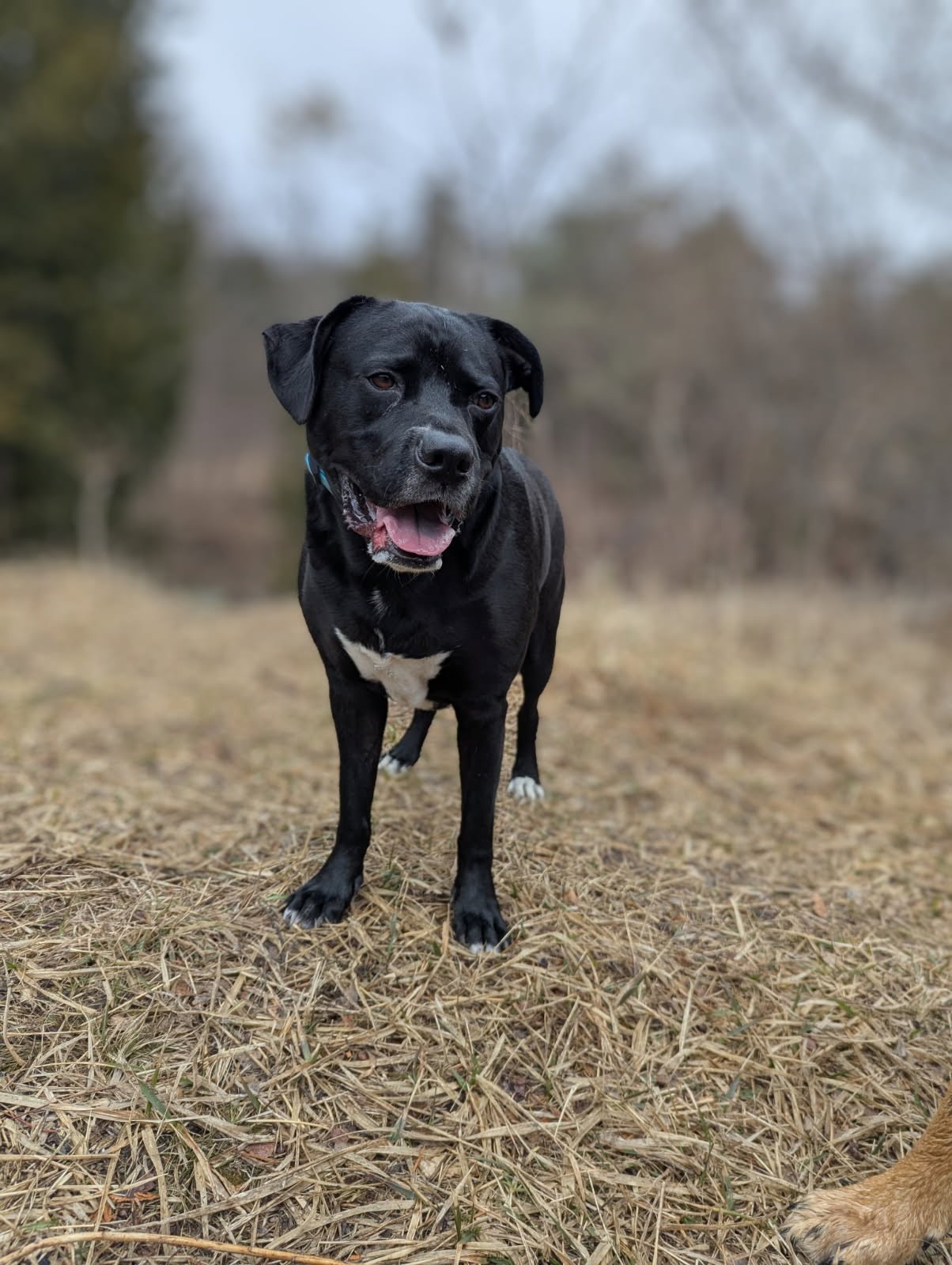 A black dog with a white chest standing in an open winter field