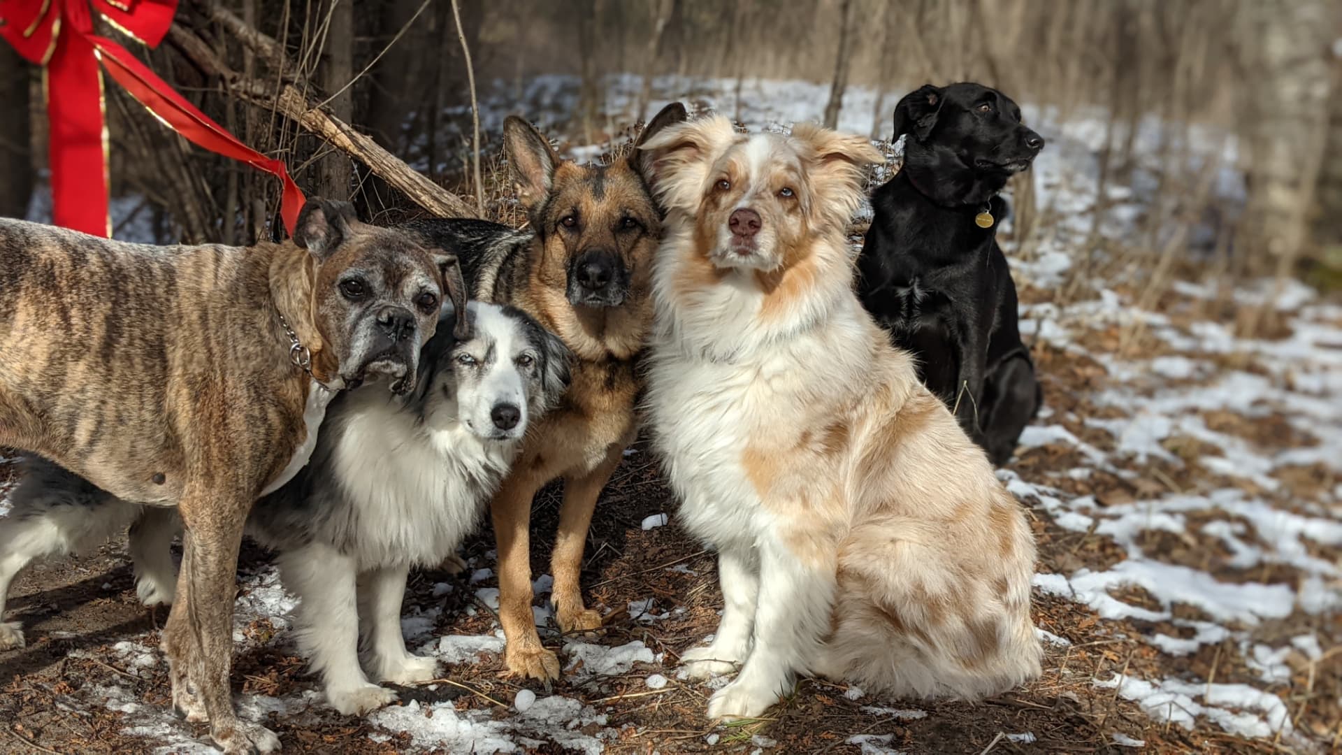 A pack of dogs gathered together on a winter walk in the snow