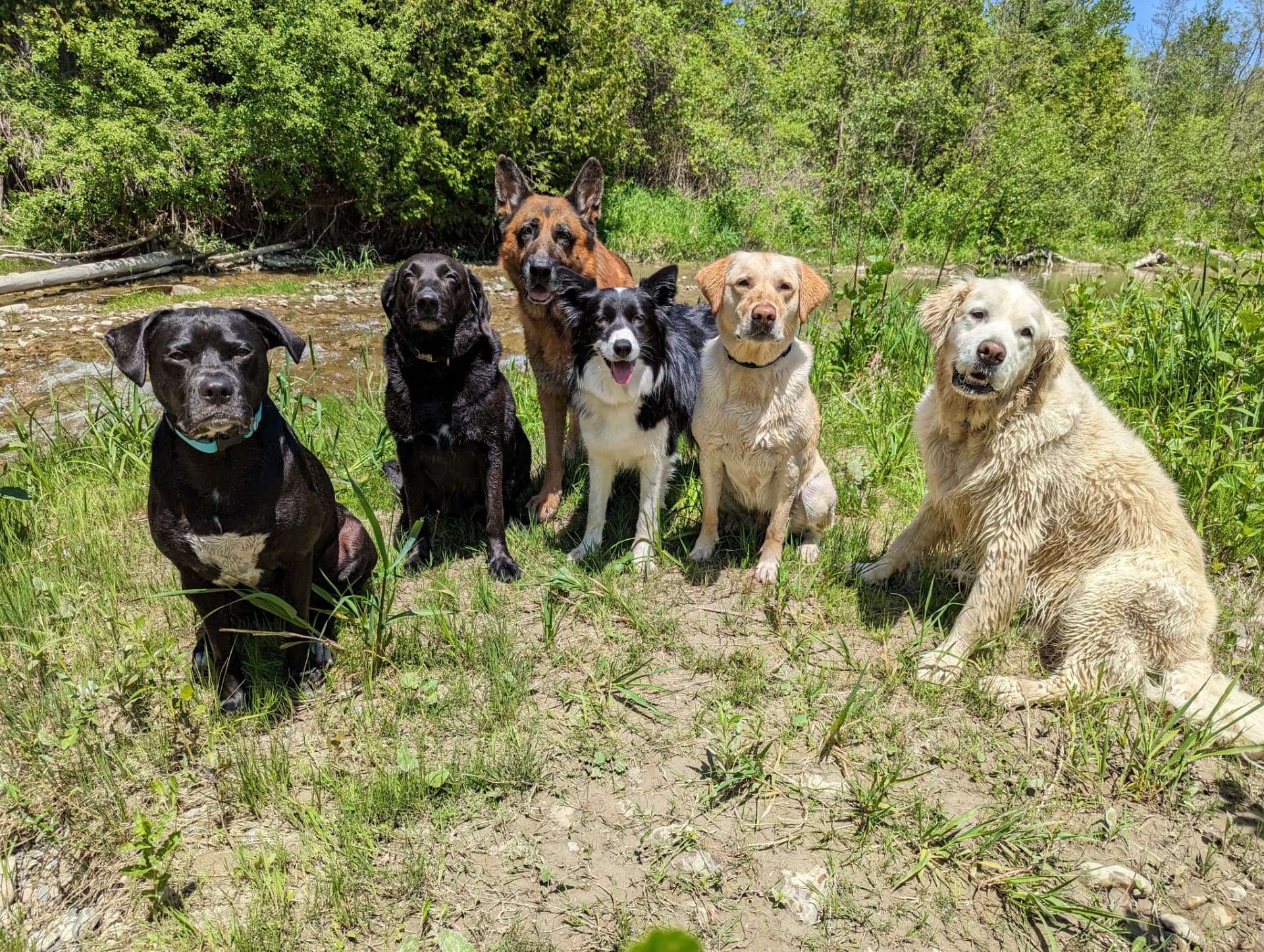 Six dogs sitting together beside a creek on a summer pack walk
