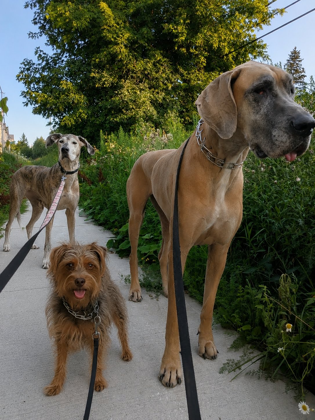 Two Great Danes and a small terrier walking together on a neighbourhood sidewalk