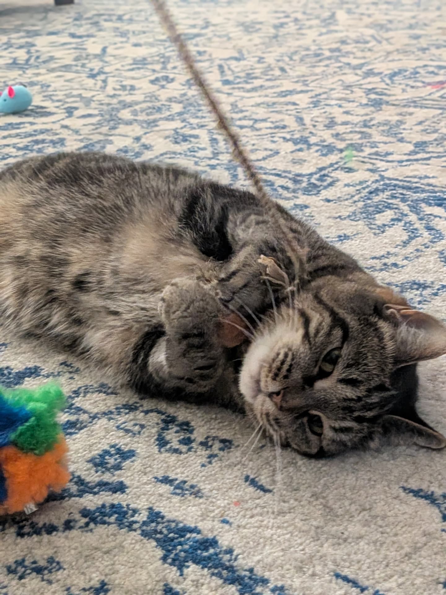 A tabby cat rolling on a rug playing with a wand toy