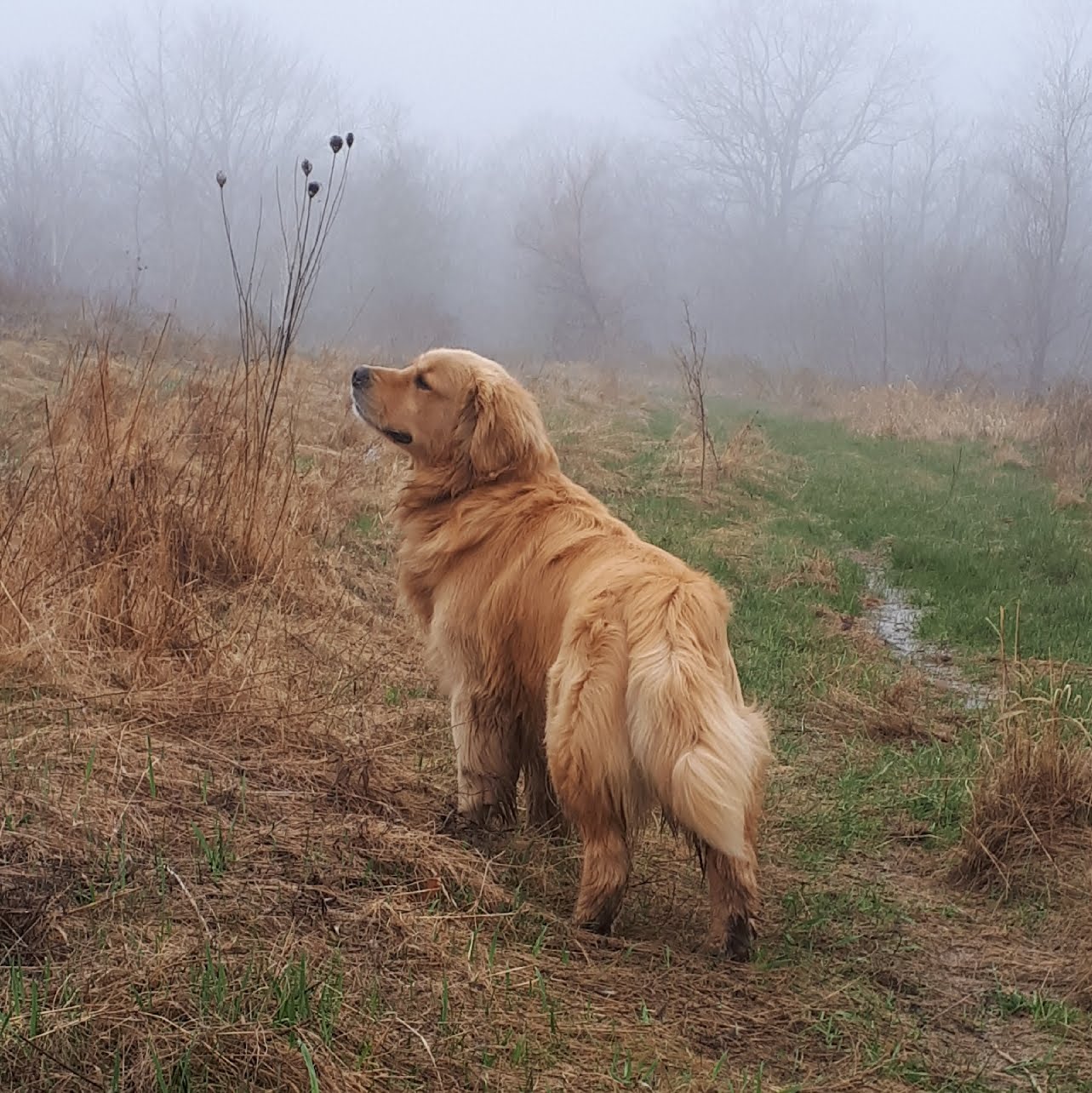 A golden retriever standing in a misty field