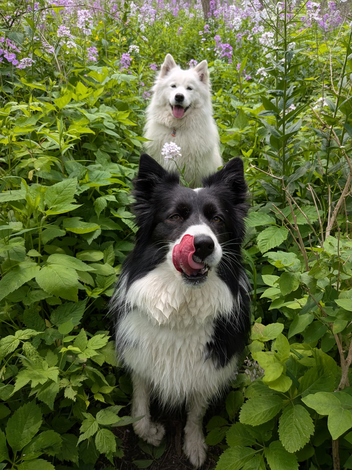 A border collie and Samoyed among purple wildflowers