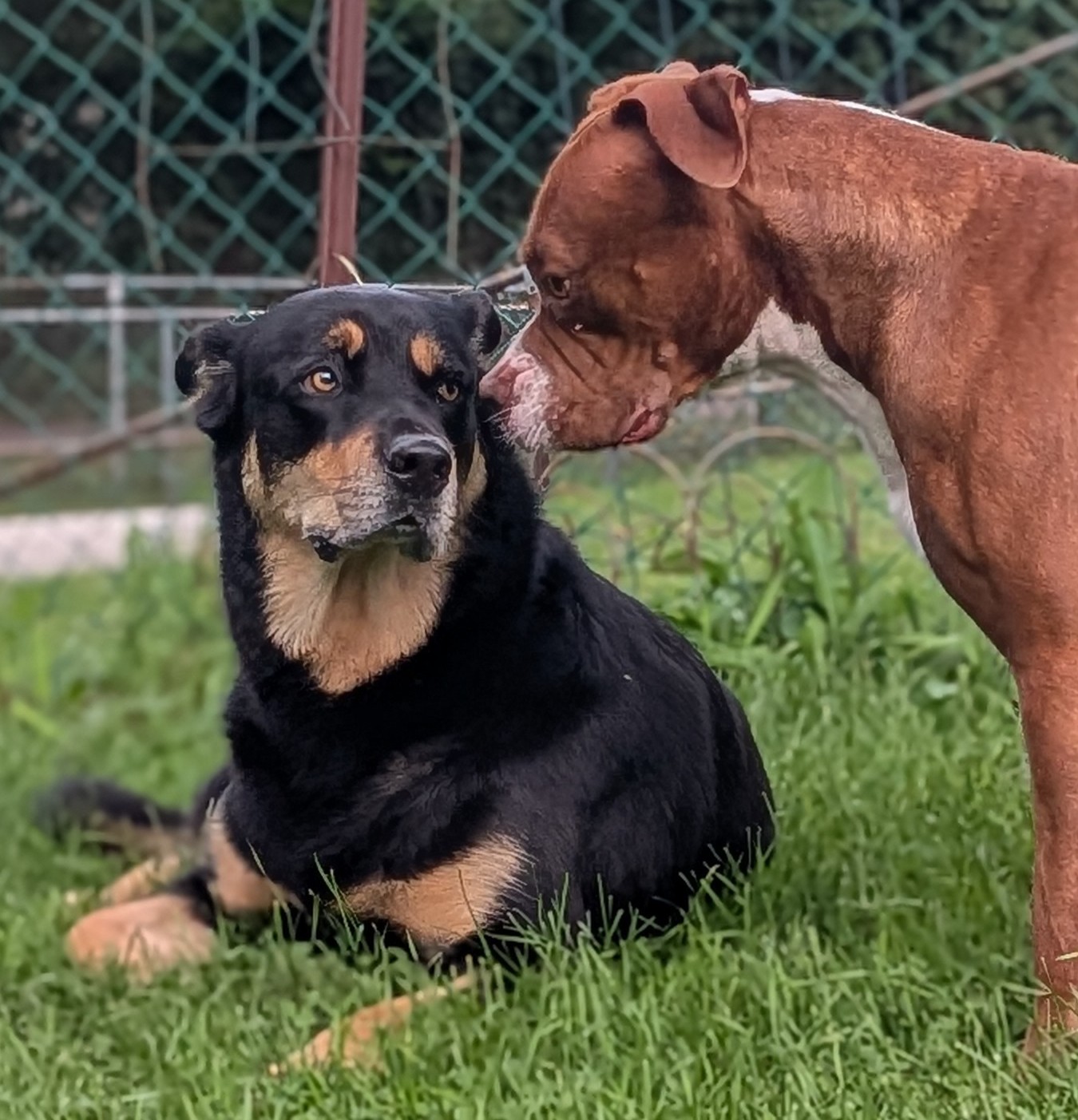 Two dogs greeting each other in the grass