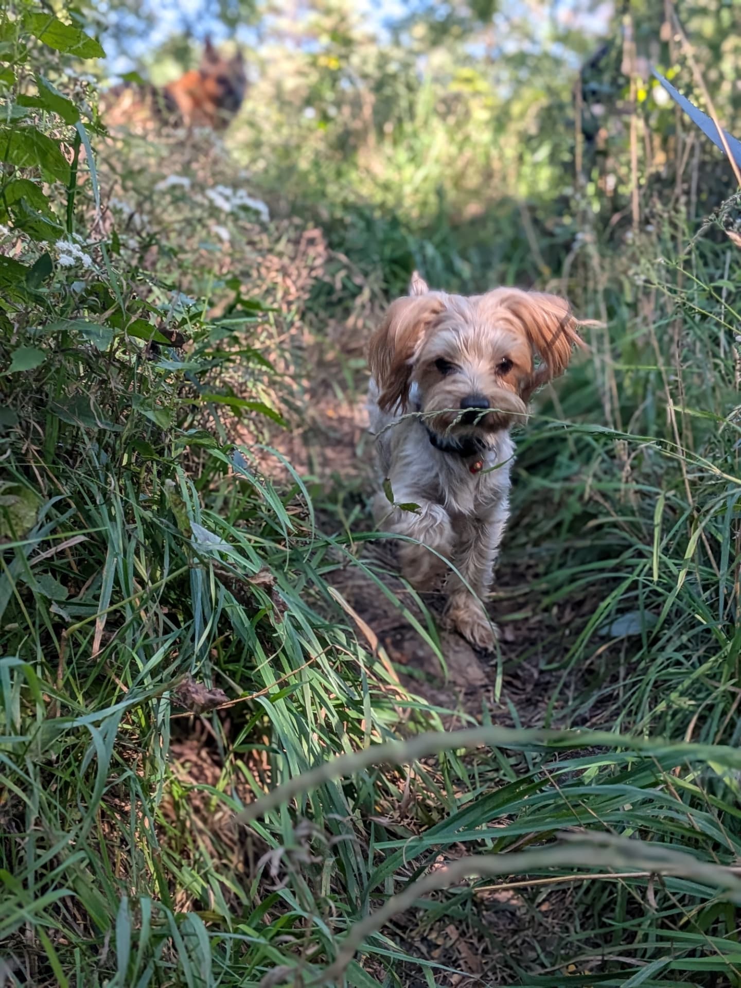 A small cream dog coming up a woodland trail