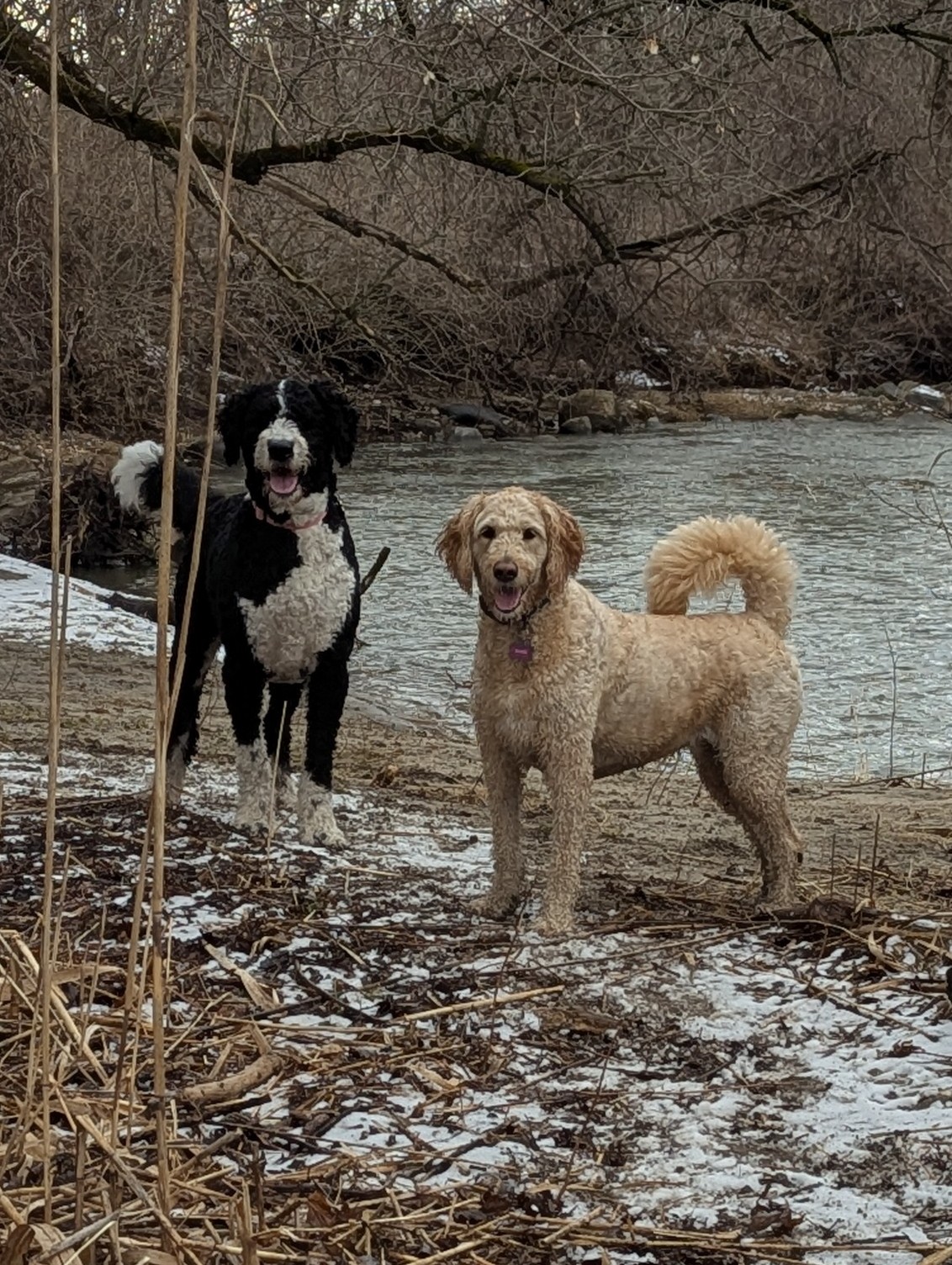Two doodles beside a river in late snow
