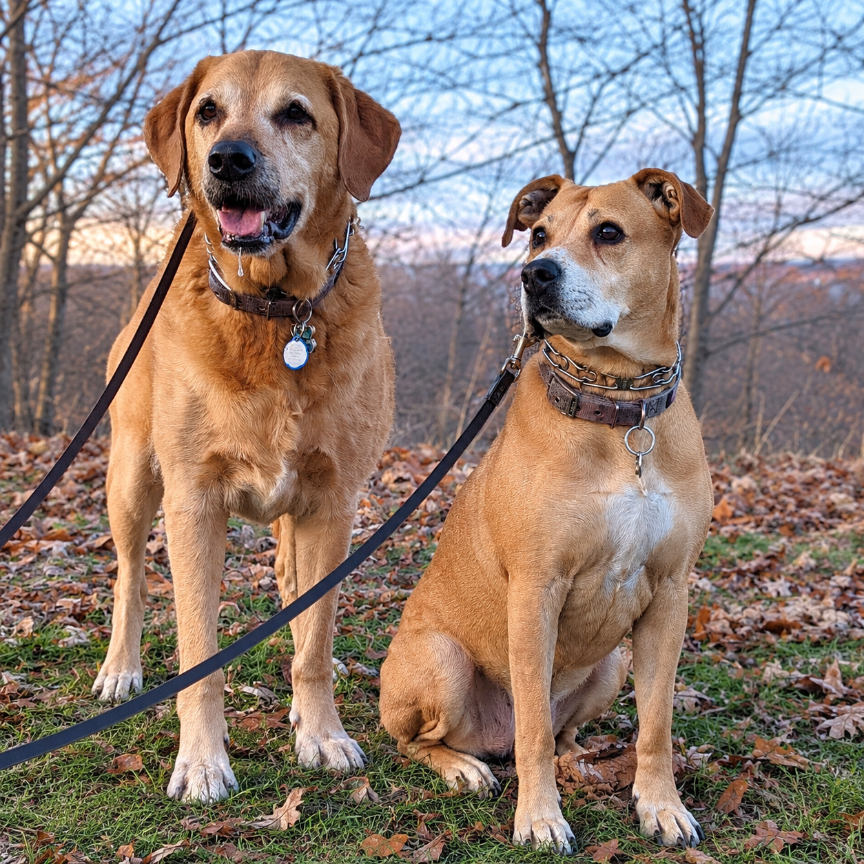 Two leashed dogs, a golden Labrador and a tan mixed breed, sitting together in autumn leaves