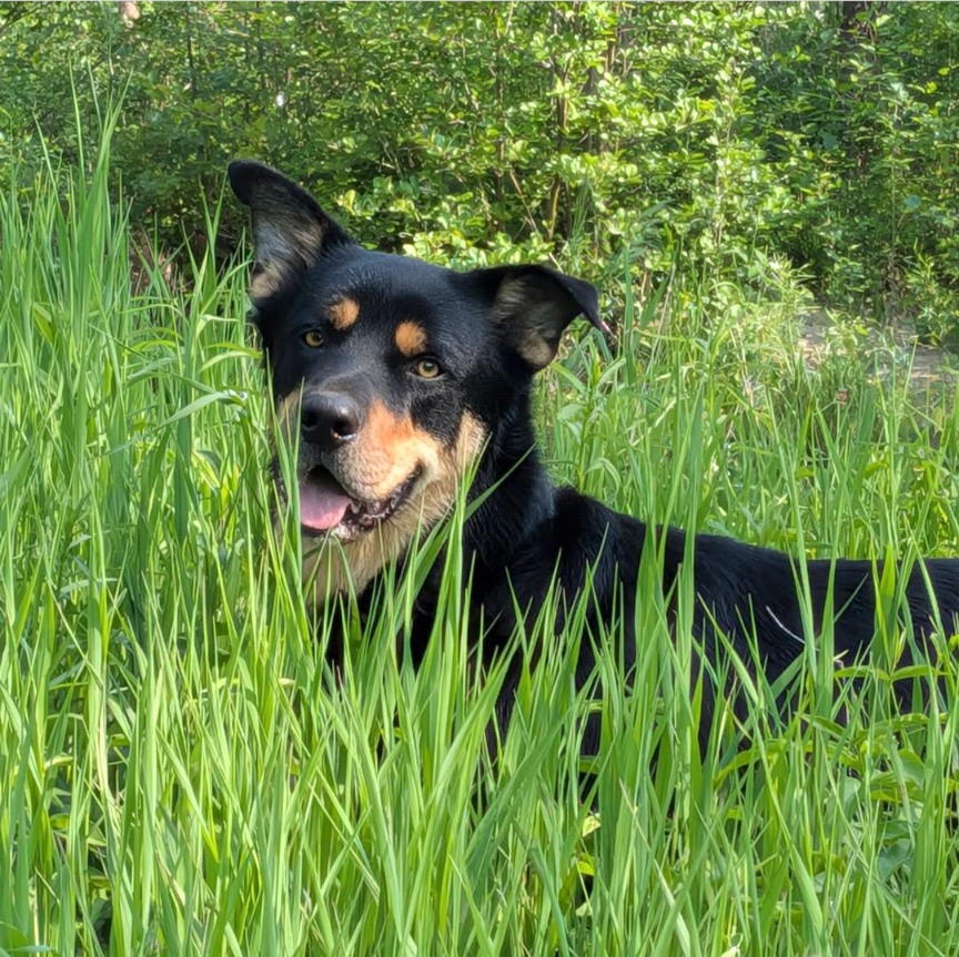 A black and tan dog relaxing in tall green grass